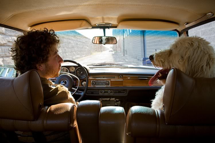 dog-in-a-car-photography-3797